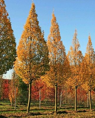 GYERGYÁN FAJTÁK /CARPINUS BETULUS LUCAS/