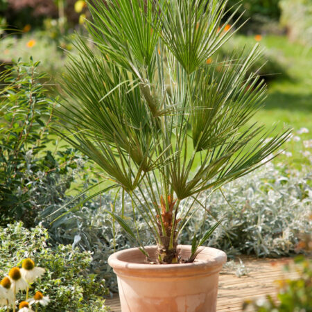 LÓSZŐRPÁLMA /CHAMAEROPS HUMILIS/