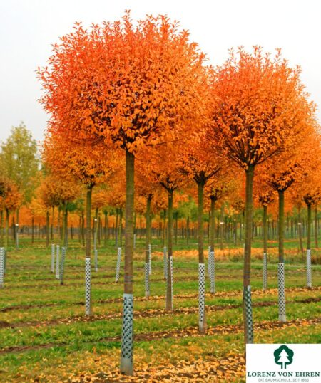 JAPÁN DÍSZCSERESZNYE FAJTÁK /PRUNUS KANZAN/