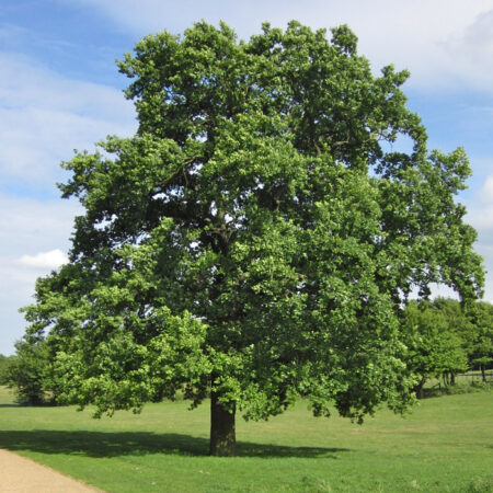 TÖLGYFA FAJTÁK /QUERCUS PALUSTRIS GREEN PILLAR/