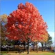 Quercus rubra- Vörös tölgy - 12/14