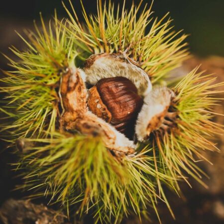 SZELÍD GESZTENYE /CASTANEA SATIVA/