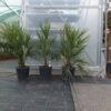Chamaerops humilis / Törpe lószőrpálma törpe pálma