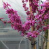 Cercis chinensis Avondale / Kínai júdásfa