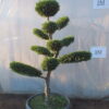 Leylandi ciprus- formára nyírt – BONSAI leylandi ciprus