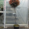 KORALLBERKENYE ‘PHOTINIA x FRASERI ‘CARRE ROUGE’ COMPATA TÖRZSES 1/2