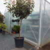 Photinia Fraseri Red Robin / Korallberkenye törzses koros nagy méretű